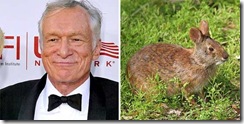 Lower-Keys-Marsh-Rabbit Lower-Keys-Marsh-Rabbit