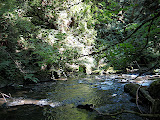A hike in the woods in Bellingham - just because it was cool