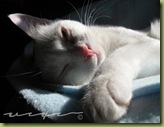 IMG_1896 (Small)