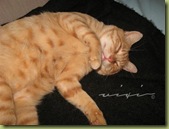 IMG_2069 (Small)