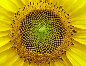 [fibonacci1.jpg]