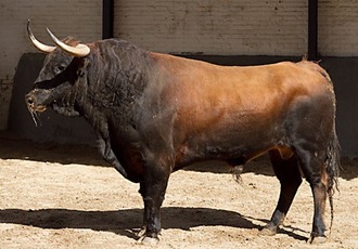 Toros Toros