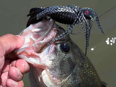 Black catturato a jig