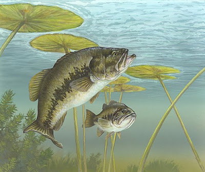 Rappresentazione del Black Bass