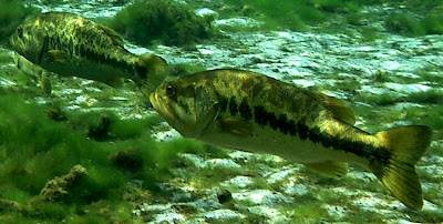 Foto del Black Bass