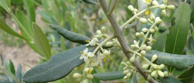 [olive flowers[3].jpg]