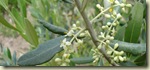 olive flowers