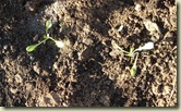 lettuce seedlings 2_1_1
