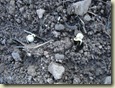 peas germinating_1_1