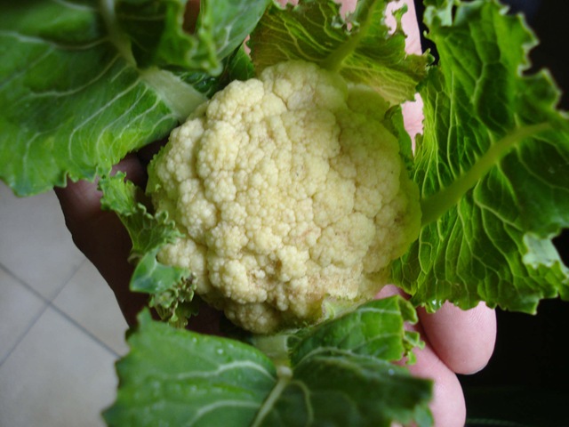 [cauliflower_1_1_1[3].jpg]