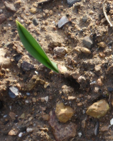 [garlic_1[3].jpg]