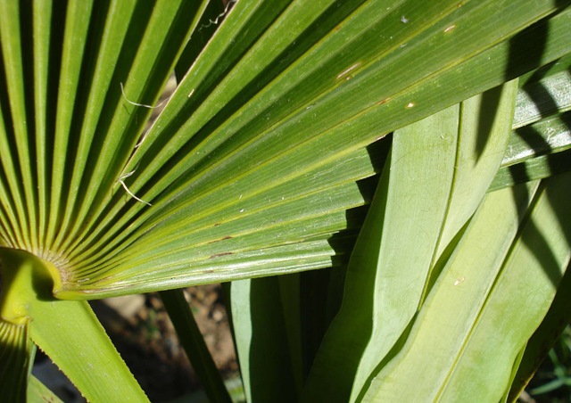 [woven palm leaves_1_1_1[2].jpg]