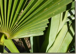 woven palm leaves_1_1_1