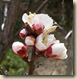 apricot blossom 4_1