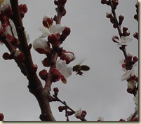 bee on apricot_1