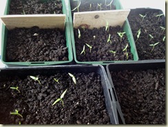 pepper seedlings_1_1
