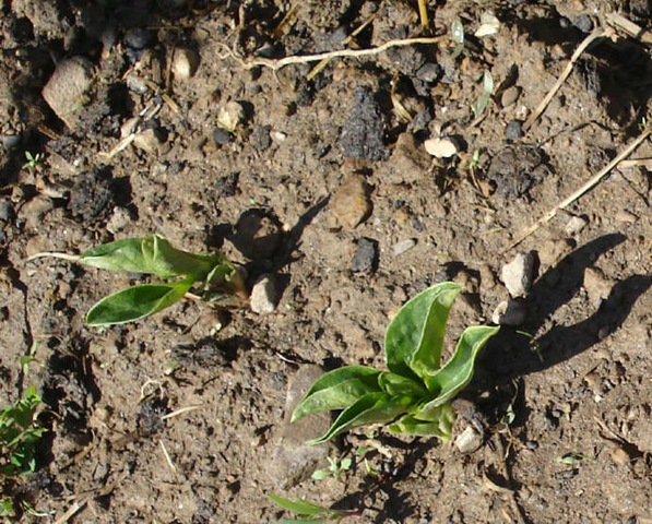 [2nd broad bean sowing_1_1_1[5].jpg]