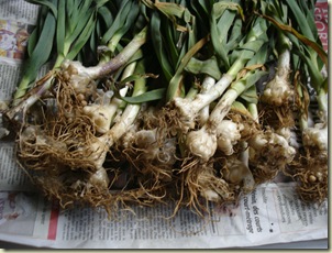 wild leeks_1_1