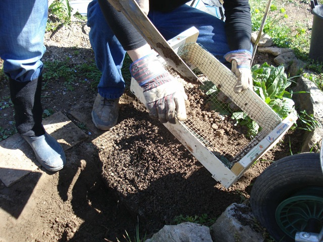 [carrot bed 1_1_1[3].jpg]
