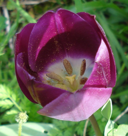 [tulip2_1[3].jpg]