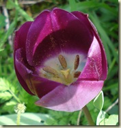 tulip2_1