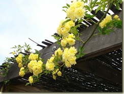 climbing rose_1_2