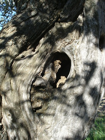 [olive trunk 1_1_1[4].jpg]