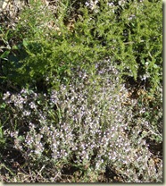 thyme   wild asparagus_1_1