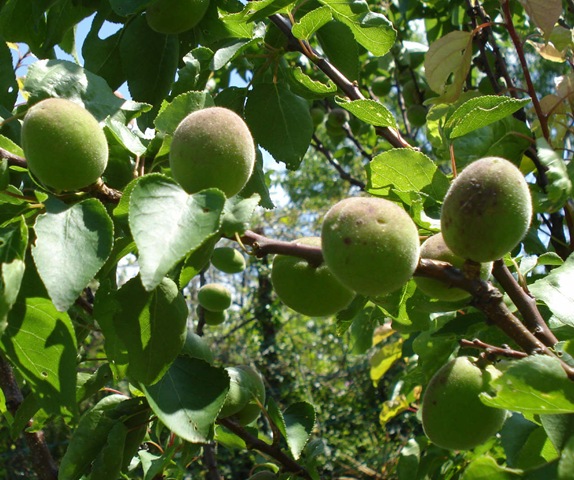 [apricots may 1_1_1[3].jpg]