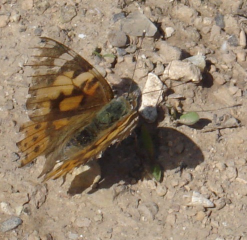 [moth 1[3].jpg]