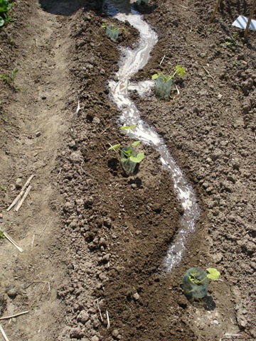 [courgette watering_1_1_1[3].jpg]