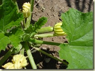 first courgette_1_1