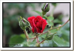 Rose 3 Rose 3