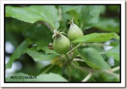Pomme Pomme