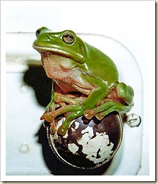frog4