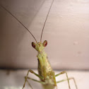 Praying mantis