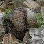 Sandstone spheres in a quarry at Cadca - Megonky (Slovakia). This is also an Earthcache (GCZWWW).