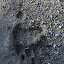 Brown bear paw print on the road to Klacianska Magura.