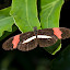 Niagara Falls Butterfly Conservatory
