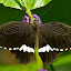 Niagara Falls Butterfly Conservatory