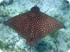 Spotted-eagle-ray-XX