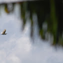 Intermediate egret