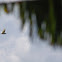 Intermediate egret