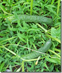 DSCN2148 DSCN2148
