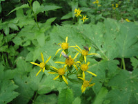 Flowers Photo