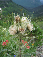 Flower Photo