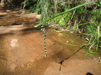 Dragon Fly Photo