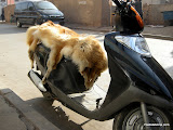 Se coje el perro, se le despelleja y se tapiza el asiento del vespino para el invierno.