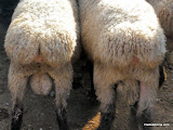 Lo de abajo son los coojoncillos, digoooo, los cojonazos. Lo de encima es una especie de culo grasiento cual dos gluteos humanos. La grasa de la que estan hechos, se utiliza en los kebabs alternando carne y grasa en el pincho para darle sabor.