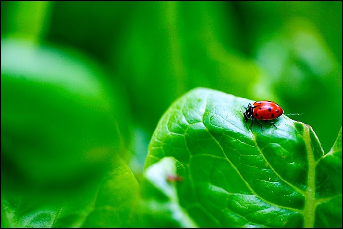 Ladybug